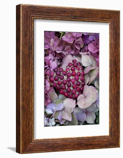 Berry Heart on Hydrangea Blossoms-Andrea Haase-Framed Photographic Print