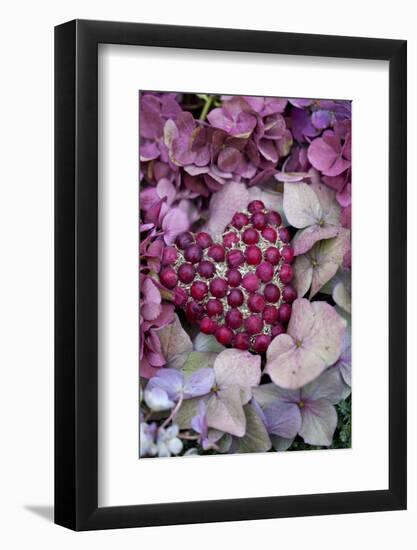 Berry Heart on Hydrangea Blossoms-Andrea Haase-Framed Photographic Print