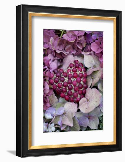 Berry Heart on Hydrangea Blossoms-Andrea Haase-Framed Photographic Print