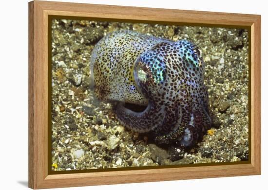 Berry's Bobtail Squid-Hal Beral-Framed Premier Image Canvas