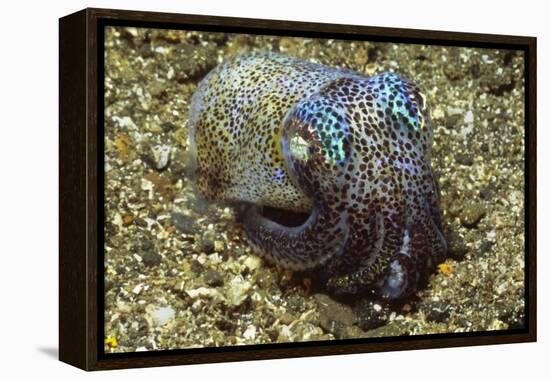 Berry's Bobtail Squid-Hal Beral-Framed Premier Image Canvas