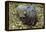 Berry's Bobtail Squid-Hal Beral-Framed Premier Image Canvas