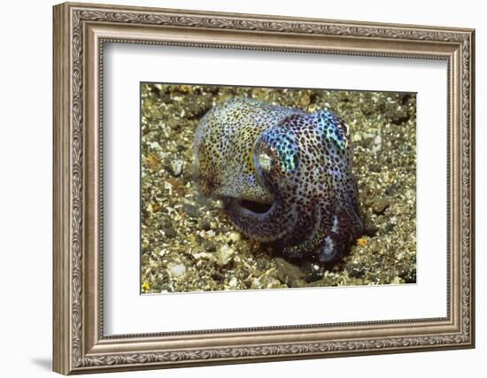 Berry's Bobtail Squid-Hal Beral-Framed Photographic Print