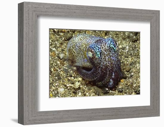 Berry's Bobtail Squid-Hal Beral-Framed Photographic Print