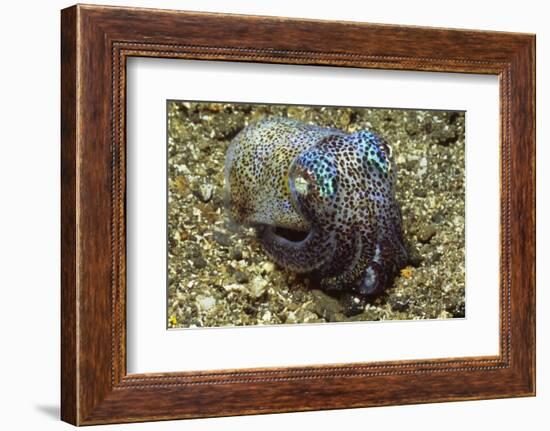 Berry's Bobtail Squid-Hal Beral-Framed Photographic Print