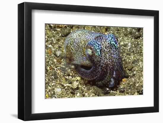 Berry's Bobtail Squid-Hal Beral-Framed Photographic Print