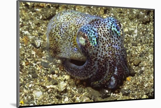 Berry's Bobtail Squid-Hal Beral-Mounted Photographic Print