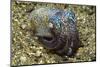 Berry's Bobtail Squid-Hal Beral-Mounted Photographic Print