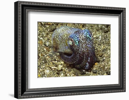 Berry's Bobtail Squid-Hal Beral-Framed Photographic Print
