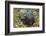 Berry's Bobtail Squid-Hal Beral-Framed Photographic Print