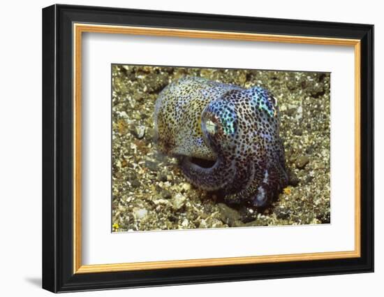 Berry's Bobtail Squid-Hal Beral-Framed Photographic Print