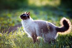 The Beautiful Brown Cat, Siamese, with Blue-Green Eyes Lies in a Green Grass and Leaves-Bershadsky Yuri-Photographic Print