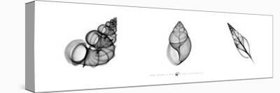 X-Ray Orchid Triptych-Bert Myers-Giclee Print