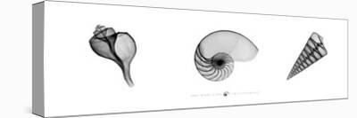 X-Ray Nautilus Triptych-Bert Meyers-Stretched Canvas