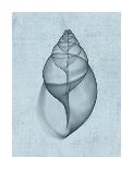 X-Ray Nautilus Triptych-Bert Myers-Art Print