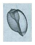 Banded Tun Shell (light blue)-Bert Myers-Art Print