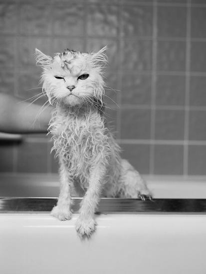 bert s bath photographic