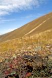 Titicaca Water Frog (Telmatobius Culeus) Underwater Resting on the Lake Bed, Lake Titicaca, Bolivia-Bert Willaert-Photographic Print