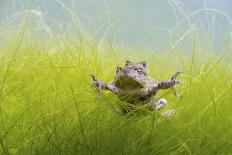 Pair Of Common Toads (Bufo Bufo) In Amplexus Underwater, Belgium, March-Bert Willaert-Framed Photographic Print