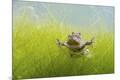 Photographic Print