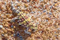 Thorny devil camouflaged, Kalbarri NP, Western Australia-Bert Willaert-Photographic Print