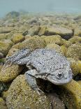 Pair Of Common Toads (Bufo Bufo) In Amplexus Underwater, Belgium, March-Bert Willaert-Photographic Print