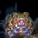 Variegated lizardfish, Bismarck Sea, Vitu Islands, West New Britain, Papua New Guinea-Bert Willaert-Photographic Print