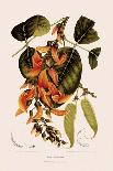 Poinciana Regia-Berthe Hoola Van Nooten-Giclee Print