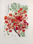 Rose Apple-Berthe Hoola Van Nooten-Giclee Print