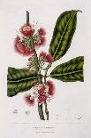 Rose Apple-Berthe Hoola Van Nooten-Giclee Print