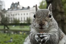 Close-Up of Grey Squirrel (Sciurus Carolinensis) Holding a Nut-Bertie Gregory-Photographic Print
