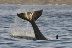 Humpback Whale (Megaptera Novaeangliae) Adult Breaching, Vancouver Island, British Columbia-Bertie Gregory-Photographic Print