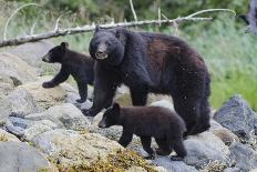 Vancouver Island Black Bear (Ursus Americanus Vancouveri) Mother With Cubs On A Beach-Bertie Gregory-Photographic Print