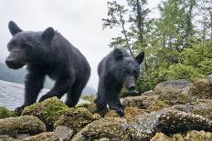Vancouver Island Black Bears (Ursus Americanus Vancouveri) Taken With Remote Camera-Bertie Gregory-Framed Photographic Print