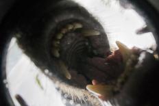 Vancouver Island Wolf (Canis Lupus Crassodon) Biting Camera In Protective Case-Bertie Gregory-Photographic Print