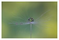 Star of dandelion-bertrand kulik-Mounted Photographic Print