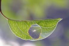 Star of dandelion-bertrand kulik-Photographic Print