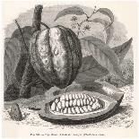 The Fruit of the Cocoa (Or Chocolate) Plant Theobroma Cacao-Berveiller-Art Print