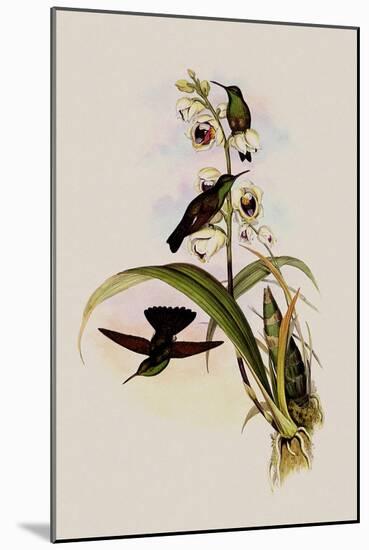 Berylline Amazili, Amazilia Beryllina-John Gould-Mounted Giclee Print