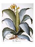 Lily-Of-The-Valley-Besler Basilius-Giclee Print