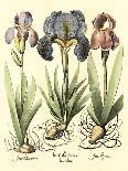 Foxglove And Herb Paris-Besler Basilius-Giclee Print