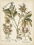Valerian Flowers, 1613-Besler Basilius-Giclee Print