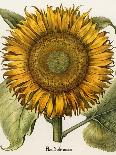 Sunflower-Besler Basilius-Giclee Print