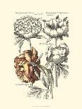 Bulb Garden I-Besler Basilius-Art Print
