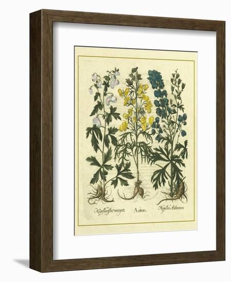 Besler Floral I-Besler Basilius-Framed Art Print