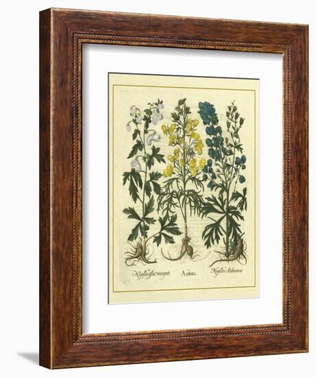 Besler Floral I-Besler Basilius-Framed Art Print