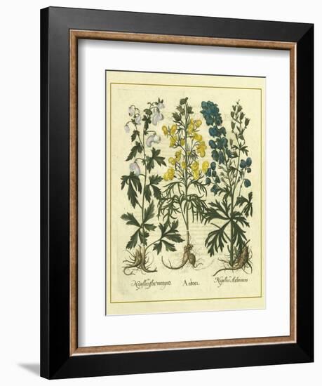 Besler Floral I-Besler Basilius-Framed Art Print