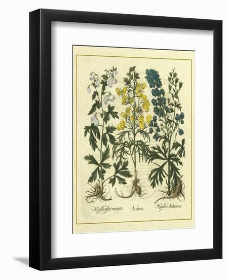 Besler Floral I-Besler Basilius-Framed Art Print