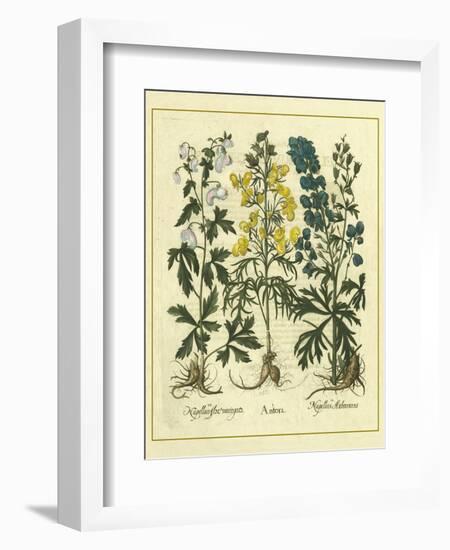 Besler Floral I-Besler Basilius-Framed Art Print