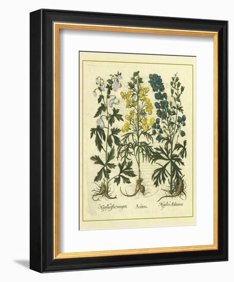 Besler Floral I-Besler Basilius-Framed Art Print